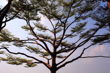 Terminalia ivorensis, evening tree silhouette at Suan Luang Rama9 Bangkok Thailand