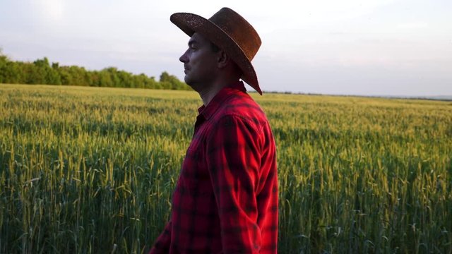 A farmer walks through a green wheat field and studies crop growth using a tablet. Sunset over a wheat field. Agronomist explores wheat. The concept of organic food and healthy eating.