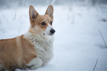 Naklejka na ściany i meble Corgi dog waiting in a meadow covered with snow