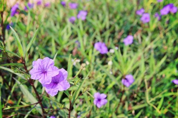 Fototapeta premium Selective focus of purple flower blooming in the fields for nature concept