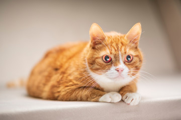 The face of a domestic ginger cat close-up.