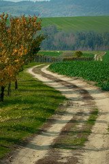 A road winding through fields and vines