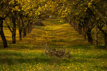 Fototapeta na wymiar A beautifully lit alley of trees in the orchard