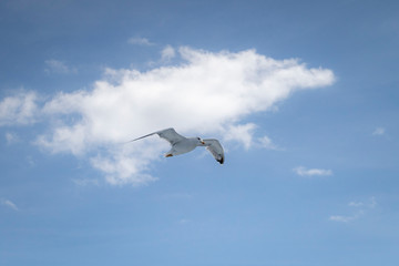 Fototapeta premium seagull fly in the sky
