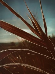 gräser am Flussufer