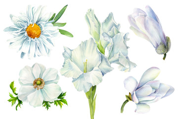 Fototapeta na wymiar set of white flowers daisy, magnolia, gladiolus, anemone on an isolated white background, watercolor illustration, botanical painting, wedding clipart, greeting card