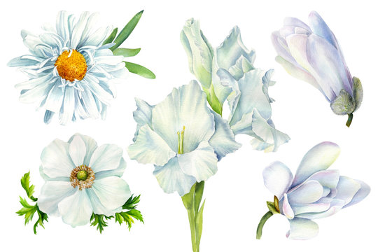 set of white flowers daisy, magnolia, gladiolus, anemone on an isolated white background, watercolor illustration, botanical painting, wedding clipart, greeting card