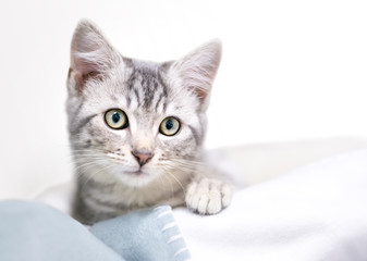 An adorable gray tabby domestic shorthair kitten lying on a blanket