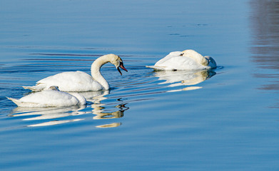 Swans on the lake
