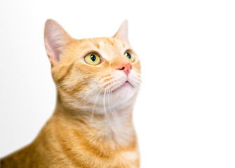 An orange tabby domestic shorthair cat with yellow eyes looking up