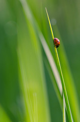 jolie coccinelle sur une branche