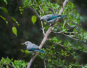 Two Blue Tanagers Perched in Tree, Close-Up Zoo Animals