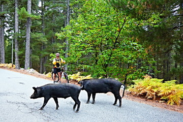 Corsica-cyclist on the way and wild boar