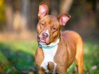 A red and white Pit Bull Terrier mixed breed dog with large ears, listening with a head tilt and a goofy expression