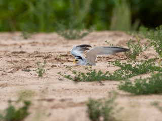 Eine Großschnabel-Seeschwalbe sitzt drohend auf ihrem Gelege auf einer Sandbank