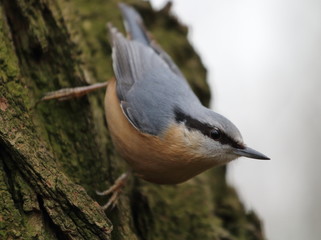 bird,kleiber,vögel,wald,park,tier,baum