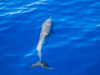Delfin unter Wasser