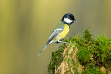 Great tit bird (Scientific name: Parus Major) with glossy black head, perching on a mossy log and facing right.  Clean background.  Horizontal.  Space for copy.