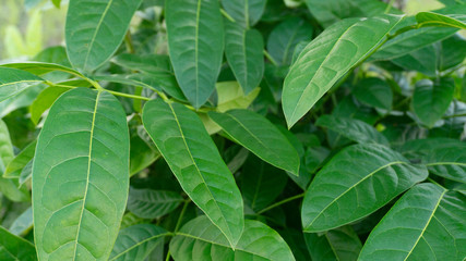 Green foliage that thrives in the rainy season, the picture is suitable to be used as a background image, wallpaper, educational material and graphic resources