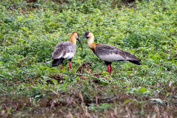 Zwei Weisshalsibise auf einer Wiese in der Seitenansicht