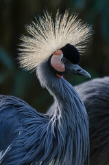 Grue royale ( oiseau )