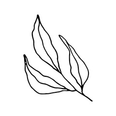 Branch with leaves. Сoncept nature, ecology. For logo, emblem, sign. Hand drawn vector illustration in doodle style outline drawing isolated on white background.