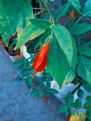 red flower  in india 
