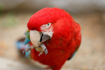 Perroquet Rouge