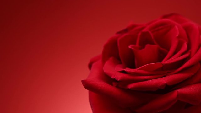 red rose rotates on a red background