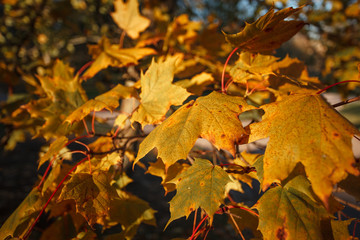 Maple leaves in autumn