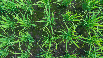 Rice plants in the treatment period with a age of about 2 weeks.