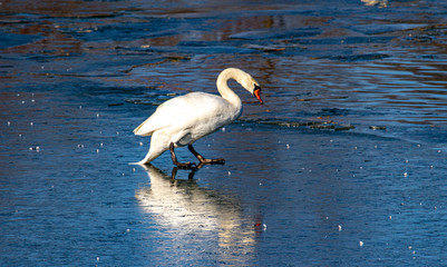 Swan on the ice