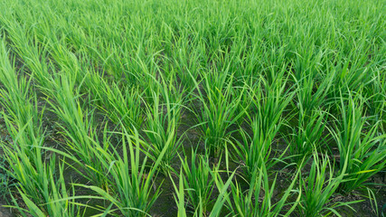 Rice plants in the treatment period with a age of about 2 weeks.