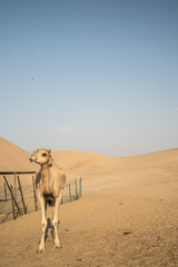 red desert camel dromedary dunes