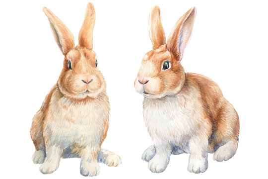 two red bunnies on an isolated white background, watercolor illustration, cute rabbits, easter bunny.