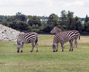 Wild Animal Zebra in Hamilton Safari, Ontario, Canada