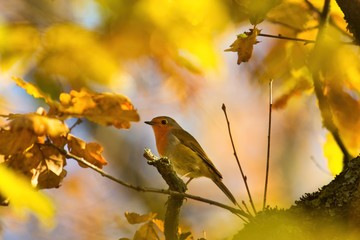 Ein Rotkehlchen sitzt im Herbst auf einem Ast inmitten von gelben goldenen Blättern, Erithacus rubecula