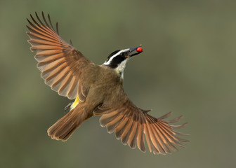 Great Kiskadee in flight with wild berry, Rio Grande Valley, Texas