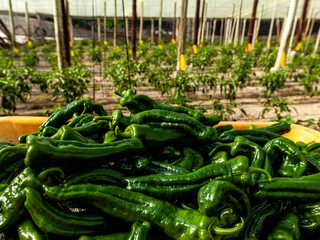 Recolectando Pimientos
