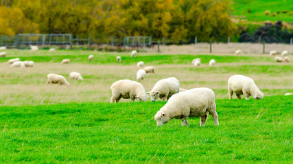 Obraz na płótnie Canvas Flock of Sheep in green grass field and mountain nature background in rural at south Island New Zealand