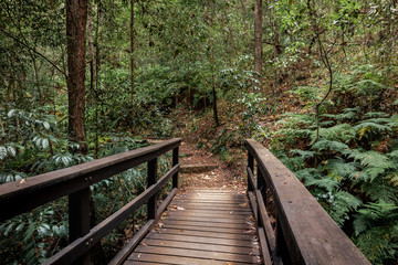 wooden bridge in the forest