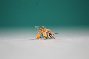 Bee