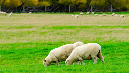 Fototapeta premium Flock of Sheep in green grass field and mountain nature background in rural at south Island New Zealand