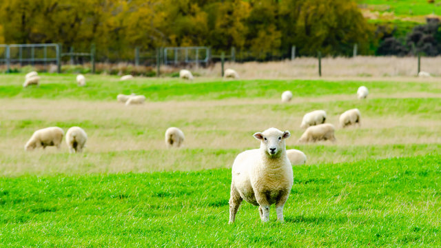 Flock of Sheep in green grass field and mountain nature background in rural at south Island New Zealand