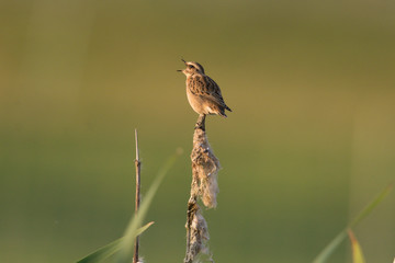Braunkehlchen