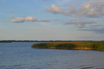 Szuwary przy brzegu jeziora Niegocin, Polska