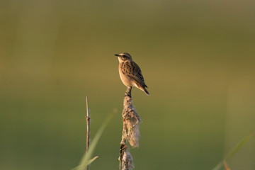 Braunkehlchen