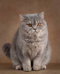 Britisch Kurzhaar Katze - edel und imposant