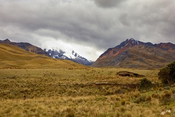 Puya Raimondi plants in Huascaran National Park near Pastoruri Glacier, Huaraz, Peru  