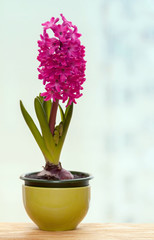 One pink hyacinth flower pot on a windowsill cold spring day. Home hobby gardening.